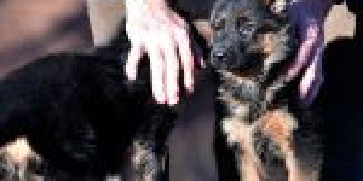 10 Things We All We Hate About Belgian Shepherd Dog Puppies For Sale Austria