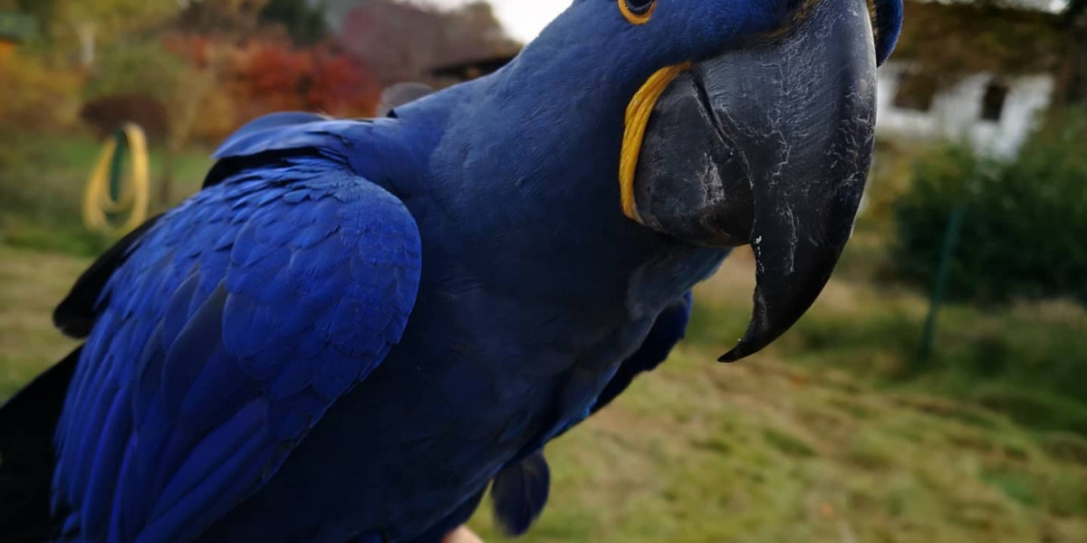 Where to Buy Macaws: A Comprehensive Guide